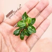 ราคา อนูเบียส สตาร์ดัสยักษ์ ไจแอ้นท์ ไม้น้ำหายาก Anubias Giant Stardust ต้นไม้น้ำ (19790654108)