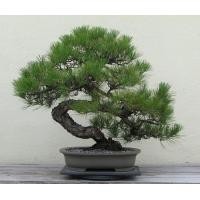 ราคา 25 เมล็ดพันธุ์ เมล็ด สนดำญี่ปุ่น สนญี่ปุ่น บอนไซ JAPANESE BLACK PINE seed อัตราการงอกสูง 80 85 (11770229565)