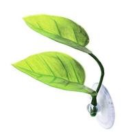 ราคา Fish Tank Betta Leaf Aquarium Pet Supplies Decoration Betta Fish Leaf Beds Hiding Bubbling Snuggling Spawning Breeding Resting Spot Removable Clear Suction Cup adorable (14572165320)