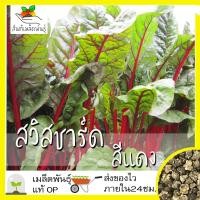 ราคา เมล็ดพันธุ์ สวิสชาร์ด สีแดง 100 เมล็ด Ruby Red Swiss Chard Seed เมล็ดพันธุ์แท้ นำเข้าจากต่างประเทศ โตไว ปลูกง่าย พืชผัก (7178690660)