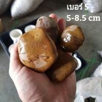 ราคา หินกรวดขาว หินจัดสวน หินตกแต่งตู้ปลา 6 5 7 กิโลกรัม (14236443270)