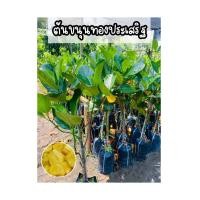 ราคา ต้นขนุนทองประเสริฐ ทาบกิ่ง สูง70 80ซม (19129268664)