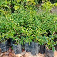 ราคา ชาดัด ชาฮกเกี้ยน ต้นซ่อม ปลูกทำเป็นแนวรั้ว ต้นสูง20cm 10ต้น 1ชุด (1895936867)