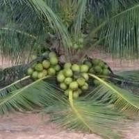 ราคา หน่อ ต้น มะพร้าวน้ำหอม บ้านแพ้ว พันธุ์ต้นเตี้ย มะพร้าวน้ำหอม ต้นเตี้ยแท้ 100 จากสวนบ้านมะพร้า สมุทรสาคร ปลูกให้ผลผลิตเร็ว 3 ปีออกผล ลูกดกมาก สินค้ารับประกันการจัดส่ง (7865396193)