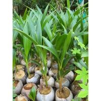 ราคา พันธุ์มะพร้าวแกงชุมพร2 ต้นมะพร้าวแกงต้นเตี้ย พันธุ์มะพร้าว3ปี ชุดละ5ต้น (14531192091)