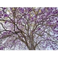 ราคา เมล็ดพันธุ์ 100 เมล็ด เสลา laza wood สะ เหฺลา อินทรชิต เกรียบ ตะแบกขน ตะเกรียบ เสลาใบใหญ่ ปลูกง่าย ต้นเสลา (8683548773)