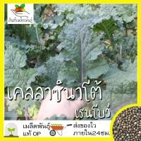 ราคา เมล็ดพันธุ์ เคลลาซินาโต้ เรนโบว์ 100 เมล็ด Lacinato Rainbow Kale เมล็ดพันธุ์แท้ นำเข้าจากต่างประเทศ ปลูกง่าย โตไว พืชผัก (7217000681)