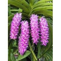 ราคา เอื้องมาลัยแดง มี 2 ต้น ดอกสีขาวอมชมพู ขีดชมพูอมม่วง ตะกร้า 4 นิ้ว กลิ่นหอม กล้วยไม้ป่า ออกดอกเดือน เม ย พ ค พฤกษา14กล้วยไม้ป่า (14259044340)