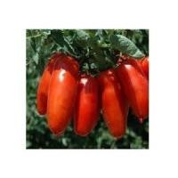 ราคา เมล็ดมะเขือเทศกล้วยซานมาซาโน่ San Marzano tomatoชุด10 20เมล็ด (9975157274)