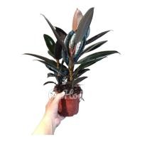 ราคา ยางอินเดียดำ 3 ต้นในหนึ่งกระถาง สูง20 25 ซม Ficus elastica (20694229711)