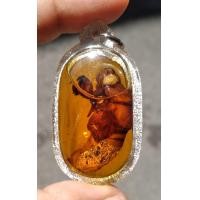 ราคา ว่านจั๊กจั่นหรือพญาเรไร ค้าขายเรียกลูกค้าเข้าร้าน พูดเจรจาดีนักแล (19608543379)