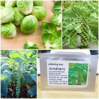 ราคา เมล็ดพันธุ์ กะหล่ำดาว Long island improved Brussels sprouts Seed 300 เมล็ด ของแท้ เมล็ดพันธุ์พืช ผักสวนครัว เมล็ดพันธุ์ผัก (2328226772)