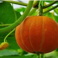 ราคา ฟักทอง โอซาก้าสีส้ม ถูกที่สุด 10บ เมล็ดพีนธุ์ฟักทองญี่ปุ่นโอซาก้าสีส้ม 3 100 เมล็ด ปลูกง่าย ผลใหญ่ สีสวย รสชาติดี (12252946370)