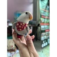 ราคา ชุดนกแก้ว ชุดนกเลิฟเบิร์ด ชุดนกค๊อกคาเทล ผ้ากันเปื้อนนก ชุดนกแฟนซี (20436022026)