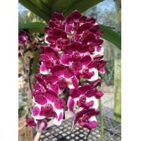 ราคา 3ต้นกล้วยไม้สกุลช้าง กล้วยไม้ช้างการ์ตูน Rhynchostylis giganteacartoon เป็นกล้วยไม้พันธุ์แท้ให้ดอกเป็นช่อกระจะ ออกดอกช่วงต้นปี เลี้ยงง่าย Thai orchids ขนาดกระถาง 2 นิ้ว ต้นไม้แข็งแรง ทุกต้น (210085683