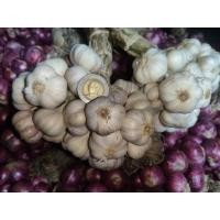 ราคา กระเทียมไทย 100 จากศรีสะเกษ จัดส่งจากศรีสะเกษตรงปกแน่นอน (19275583137)