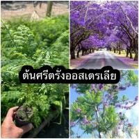 ราคา ต้นศรีตรังออสเตรเลีย ชุด 2 ต้น ทรงพุ่มสวย ดอกสีม่วงทั้งต้น (15538223834)