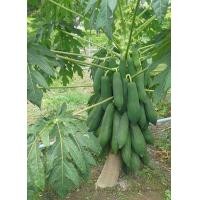 ราคา เมล็ดพันธุ์มะละกอพันธุ์ต่างๆมีดังนี้ (7822905077)