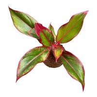 ราคา แสงเงินแสงทอง กระถาง 4 นิ้ว Aglaonema Siam Aurora pot 4 (20716503202)