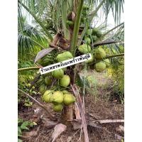 ราคา มะพร้าวเตี้ยพันธุ์ชุมพร2 ชุดละ5ต้น มะพร้าวกะทิแกงต้นเตี้ยให้ผลผลิตเร็ว (16810092676)