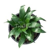 ราคา วาสนาเก้าชั้น กระถาง 6 นิ้ว Dracaena fragrans L Ker Gawl Pot 6 (20719832254)