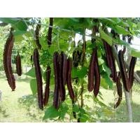 ราคา เมล็ดถั่วพลูสีม่วง Purple Winged Beanซอง10เมล็ด70 บาท (9315683932)
