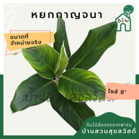 ราคา หยกกาญจนา ต้นหยกกาญจนา กระถาง 8 นิ้ว อโกลนีมา aglaonema (14701030669)