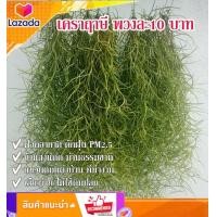 ราคา เคราฤาษี หนวดฤาษี ต้นเคราฤาษี ไม้รากอากาศ พร้อมลวดแขวน ดักฝุ่น PM 2 5 ม่านบังแดด ดูดความชื้นภายในบ้าน เลี้ยงง่ายขยายพันธุ์เร็ว (11292908182)