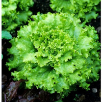 ราคา เมล็ดพันธุ์ ผักสลัด แกรนด์แรพิด Grand Rapids Lettuce Seed บรรจุ 1000 เมล็ด เมล็ดพันธุ์พืช เมล็ดพันธุ์ผัก เมล็ดพันธุ์ดอกไม้ ของแท้ (1734306778)