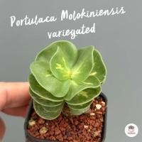 ราคา กุหลาบหูช้าง Portulaca Molokiniensis ไม้อวบน้ำ กุหลาบหิน แคคตัส กระบองเพชร cactus succulent (8686103478)