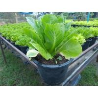 ราคา เมล็ดพันธ์ุ กรีนคอส ผักสลัดกรีนคอส1100 เมล็ด 10 เเถม 1 คละได้ (8797232483)