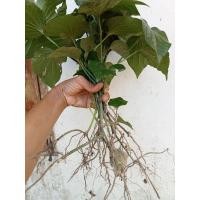 ราคา ต้นชะพลูต้นถอนติดรากพร้อมปลูกชุด10ต้นชุด100ต้นราคาส่ง (17456176691)