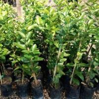 ราคา มะนาวสุขประเสริฐ ต้นพันธ์ุมะนาวแป้นสุขประเสริฐ เสียบยอด มะนาวไร้เมล็ดเปลือกบาง กิ่งพันธุ์ มะนาวพันธุ์แท้พร้อมปลูก มีใบรับรองพันธ์ุ ลูกดกลูกใหญ่น้ำเยอะ (20717271683)