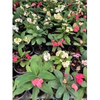 ราคา ต้นโป๊ยเซียน คละสี กระถาง 5 6 นิ้ว (13997142209)