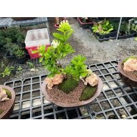 ราคา สวนถาด ไม้มงคล บอนไซแคระ สน แก้วแคระ (20748878314)