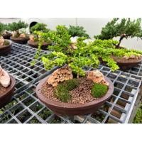 ราคา สวนถาด ไม้มงคล บอนไซแคระ สน แก้วแคระ (20748878316)