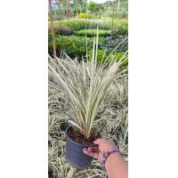 ราคา ต้นเศรษฐีไซ่ง่อน Variegated Lily Turf Variegated Mondo Grassไม้มงคลเศรษฐีนิยมปลูกในห้องรับแขกส่งทั้งต้นไม่ถอดกระถาง (20933742923)