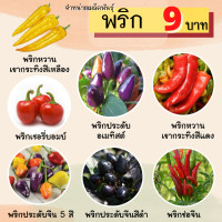 ราคา พร้อมส่ง เมล็ดพันธุ์แท้ เมล็ดพันธุ์พริก พริกหวาน พริกประดับจีน พริกช่อจีน ผักสวนครัว (14764084727)