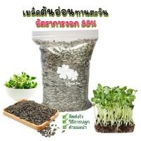ราคา เมล็ดต้นอ่อนทานตะวันลายไทย อัตราการงอก 99 (14439397034)