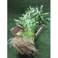 ราคา ผักบุ้งไทย ผักบุ้งจีน ผัดผักบุ้งไฟแดง ผักบุ้งน้ำมันหอย (13424786317)