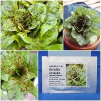 ราคา เมล็ดพันธุ์ ผักสลัดเฟรคเคิล Freckles Lettuce Seed บรรจุ 300 เมล็ด คุณภาพดี ราคาถูก ของแท้ (7213754303)