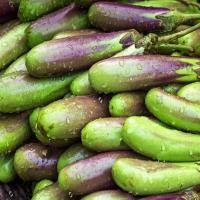 ราคา มะเขือด่าง ถูกที่สุด10บ เมล็ดพันธุ์มะเขือด่างม่วงลิง 20 เมล็ด ปลูกง่าย ลูกดก ทานอร่อย (13827643686)