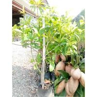 ราคา ต้นละมุดกระสวย แบบกิ่งทาบรสชาติเด่นของ ละมุดกระสวยมาเลย์ คือ มีผลใหญ่ยาวรีเหมือน ลูกมะยมชิด แต่ใหญ่กว่ามาก มีเนื้อหอม นิ่มแต่กรอบและมีรสหวานเจี๊ียบ มีกลิ่นหอมของละมุดเฉพาะตัว (18921989921)