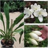 ราคา 1 หัว ว่านมหาบัว พร้อมปลูก ว่านไทย (9107829645)