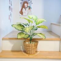 ราคา ต้นไม้ปลอม ต้นไทรใบสัก พร้อมตะกร้าหวาย แถมฟรีหินโรยจ้าา (19725222669)