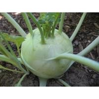 ราคา ต้นกล้ากะหล่ำปม Kohlrabi สามารถทานได้ทั้งสุกและดิบ อร่อยฉ่ำกรอบ ปลูกได้ตลอดทั้งปี กล้าละ 10บาท (15379146426)