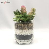 ราคา ต้นไม้ปลอมจิ๋ว กระถางแคคตัสปลอม ต้นไม้ปลอมตกแต่งโต๊ะทำงาน (2697440897)