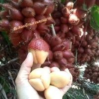 ราคา สละตัดหวาน หวานอมเปรี้ยว 10 กิโล (20054145484)