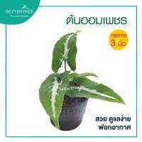 ราคา ออมเพชร 3 นิ้ว ต้นไม้ ต้นไม้ในร่ม ต้นเงินไหล ต้นไม้มงคล (21031101840)