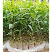 ราคา ต้นกล้ายูคาลิปตัส 12 ต้น 120 บาท (4337256677)